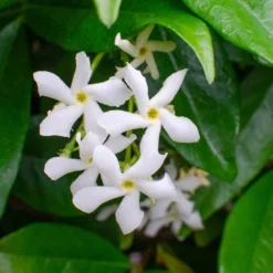 3x Trachelospermum Jasminoides – Toscaanse Jasmijn – ⌀9 Cm - ↕15-20 Cm -Exporteren Tuin Verge Winkel 1000055018 0103