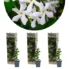 3x Trachelospermum Jasminoides – Toscaanse Jasmijn – ⌀9 Cm - ↕15-20 Cm