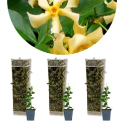 3x Trachelospermum 'Star Of Toscany' – ⌀9 Cm - ↕15-20 Cm