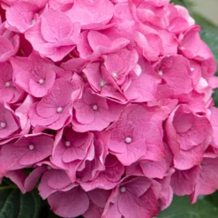 3x Hydrangea 'Early Pink' – Hortensia – ⌀10,5 Cm - ↕20-25 Cm -Exporteren Tuin Verge Winkel 1000068291 0103