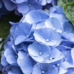 3x Hydrangea 'Early Blue' – Hortensia – ⌀10,5 Cm - ↕20-25 Cm -Exporteren Tuin Verge Winkel 1000068292 0103