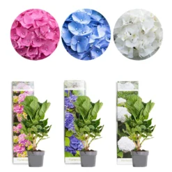 3x Hydrangea Macrophylla MIX – Hortensia – ⌀10,5 Cm - ↕20-25 Cm