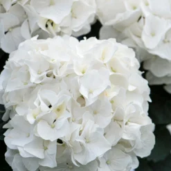 3x Hydrangea Macrophylla 'Wudu' – Hortensia – ⌀10,5 Cm - ↕20-25 Cm -Exporteren Tuin Verge Winkel 1000068297 0103