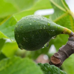Ficus Carica - Vijgenboom - ⌀17 Cm - ↕60-70 Cm -Exporteren Tuin Verge Winkel 1000068299 0103