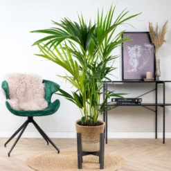 Howea Forsteriana Incl. Mand - Kentiapalm - ⌀19 Cm - ↕90-100 Cm -Exporteren Tuin Verge Winkel 1000069548 0103