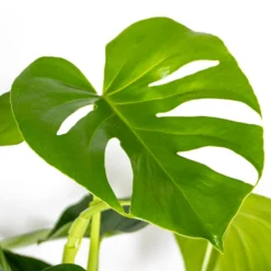 Monstera Deliciosa Incl. Mand - Gatenplant - ⌀21 Cm - ↕70-80 Cm -Exporteren Tuin Verge Winkel 1000069551 0102