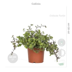 4x Huisdiervriendelijk Mix Incl. Mand – ⌀12 Cm - ↕15-45 Cm -Exporteren Tuin Verge Winkel 1000071132 0103