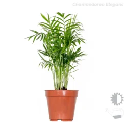 3x Tropische Palmen Mix Incl. Mand – ⌀12 Cm - ↕20-45 Cm -Exporteren Tuin Verge Winkel 1000071133 0102