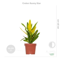 3x Tropische Kamerplanten Mix Incl. Mand – ⌀12 Cm - ↕ 25-40 Cm -Exporteren Tuin Verge Winkel 1000071134 0102