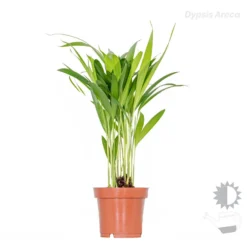 3x Tropische Palmen Mix Incl. Mand - ⌀12 Cm - ↕20-45 Cm -Exporteren Tuin Verge Winkel 1000071136 0103