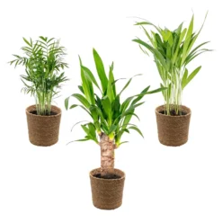 3x Tropische Palmen Mix Incl. Mand - ⌀12 Cm - ↕20-45 Cm