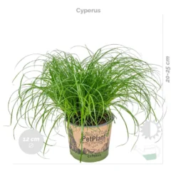 3x Huisdiervriendelijk Mix Incl. Mand - ⌀12 Cm -↕15-25 Cm -Exporteren Tuin Verge Winkel 1000071137 0102