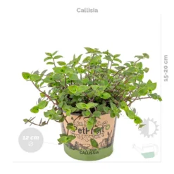 3x Huisdiervriendelijk Mix Incl. Mand - ⌀12 Cm -↕15-25 Cm -Exporteren Tuin Verge Winkel 1000071137 0103