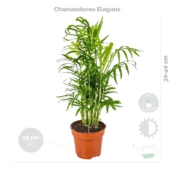 4x Luchtzuiverende Mix Incl. Mand - ⌀12 Cm -↕ 25-45cm -Exporteren Tuin Verge Winkel 1000071139 0102