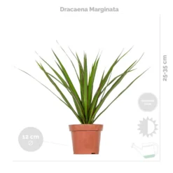 3x Tropische Kamerplanten Mix Incl. Mand – ⌀12 Cm - ↕ 25-40 Cm -Exporteren Tuin Verge Winkel 1000071146 0103