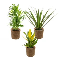 3x Tropische Kamerplanten Mix Incl. Mand – ⌀12 Cm - ↕ 25-40 Cm