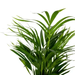 2x Dypsis Lutescens - Goudpalm - ⌀17 Cm - ↕60-70 Cm -Exporteren Tuin Verge Winkel 1000072866 0102