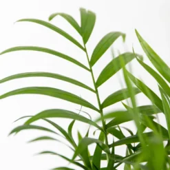 3x Luchtzuiverende (be)manden Mix – ⌀12 Cm - ↕20-45 Cm -Exporteren Tuin Verge Winkel 1000072867 0102