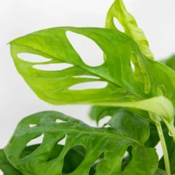 3x Luchtzuiverende (be)manden Mix – ⌀12 Cm - ↕20-45 Cm -Exporteren Tuin Verge Winkel 1000072867 0103