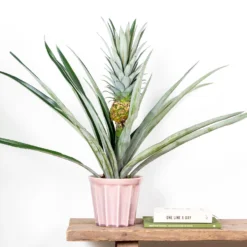 Ananas Comosus 'Champaca' – Ananasplant – ⌀14 Cm – ↕50-55 Cm -Exporteren Tuin Verge Winkel 1000073603 0102