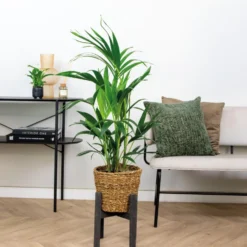 Howea Forsteriana Incl Zeegras Mand - ⌀19 Cm - ↕90-100 Cm -Exporteren Tuin Verge Winkel 1000076418 0103