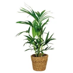 Howea Forsteriana Incl Zeegras Mand - ⌀19 Cm - ↕90-100 Cm