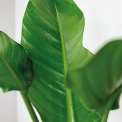 Strelitzia Nicolai Incl. Zeegras Mand - ⌀19 Cm - ↕80-90 Cm -Exporteren Tuin Verge Winkel 1000076419 0102