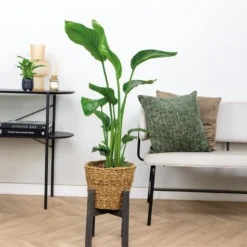 Strelitzia Nicolai Incl. Zeegras Mand - ⌀19 Cm - ↕80-90 Cm -Exporteren Tuin Verge Winkel 1000076419 0103