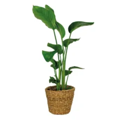 Strelitzia Nicolai Incl. Zeegras Mand - ⌀19 Cm - ↕80-90 Cm
