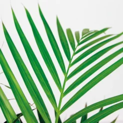 Dypsis Lutescens Incl. Zeegras Mand - ⌀21 Cm - ↕100-110 Cm -Exporteren Tuin Verge Winkel 1000076420 0102