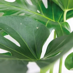 Monstera Deliciosa Incl. Siermand - Gatenplant - ⌀21 Cm - ↕70-80 Cm -Exporteren Tuin Verge Winkel 1000076421 0102