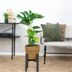 Monstera Deliciosa Incl. Siermand - Gatenplant - ⌀21 Cm - ↕70-80 Cm -Exporteren Tuin Verge Winkel 1000076421 0103