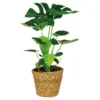 Monstera Deliciosa Incl. Siermand - Gatenplant - ⌀21 Cm - ↕70-80 Cm