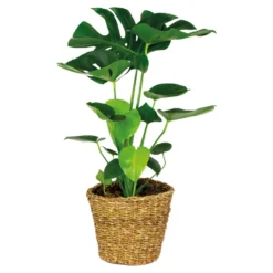 Monstera Deliciosa Incl. Siermand - Gatenplant - ⌀21 Cm - ↕70-80 Cm