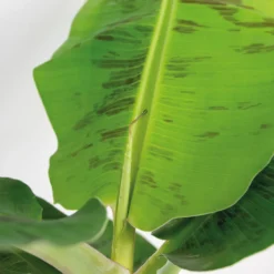 Musa Cavendish Incl. Zeegras Mand - ⌀21 Cm - ↕90-100 Cm -Exporteren Tuin Verge Winkel 1000076422 0102