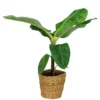 Musa Cavendish Incl. Zeegras Mand - ⌀21 Cm - ↕90-100 Cm