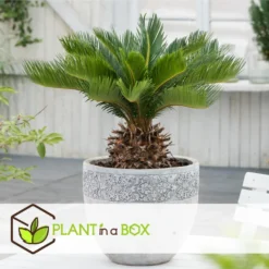 Cycas Revoluta - Set Van 2 - Varenpalm - Pot 15cm - Hoogte 45-60cm -Exporteren Tuin Verge Winkel 1000081938 0104