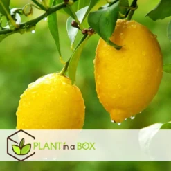 Citrus Limon - Citroenboom - Set Van 2 - Pot 19cm - Hoogte 60-70cm -Exporteren Tuin Verge Winkel 1000081939 0104