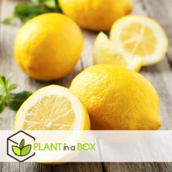 Citrus Limon - Citroenboom - Set Van 2 - Pot 19cm - Hoogte 60-70cm -Exporteren Tuin Verge Winkel 1000081939 0105