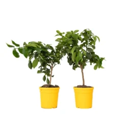 Citrus Limon - Citroenboom - Set Van 2 - Pot 19cm - Hoogte 60-70cm