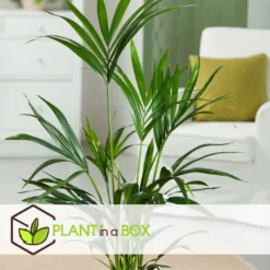 Howea Forsteriana - Kentia - Pot 21cm - Hoogte 130-140cm -Exporteren Tuin Verge Winkel 1000081941 0104