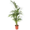 Howea Forsteriana - Kentia - Pot 21cm - Hoogte 130-140cm