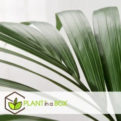 Howea Forsteriana - Kentia - XL Palm - Pot 24cm - Hoogte 150-170cm -Exporteren Tuin Verge Winkel 1000081943 0103