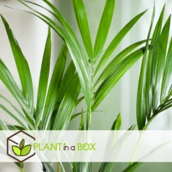 Howea Forsteriana - Kentia - XL Palm - Pot 24cm - Hoogte 150-170cm -Exporteren Tuin Verge Winkel 1000081943 0104