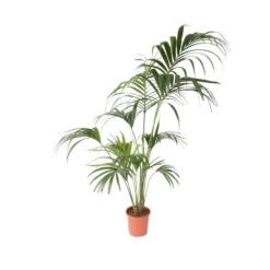 Howea Forsteriana - Kentia - XL Palm - Pot 24cm - Hoogte 150-170cm