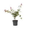 Acer Palmatum ´Beni Maiko´ - Japanse Esdoorn - Pot 19cm - Hoogte 60-70cm