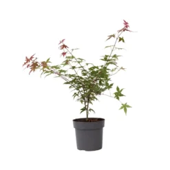 Acer Palmatum ´Beni Maiko´ - Japanse Esdoorn - Pot 19cm - Hoogte 60-70cm
