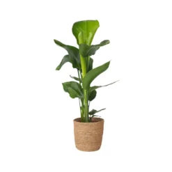 Strelitzia Nicolai - Decoratieve Mand - Pot 17cm - Hoogte 55-70cm