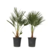 Chamaerops Humilis - Set Van 2 - Europese Dwergpalm - Pot 21cm - Hoogte 70-80cm