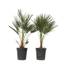Chamaerops Humilis - Set Van 2 - Europese Dwergpalm - Pot 21cm - Hoogte 70-80cm